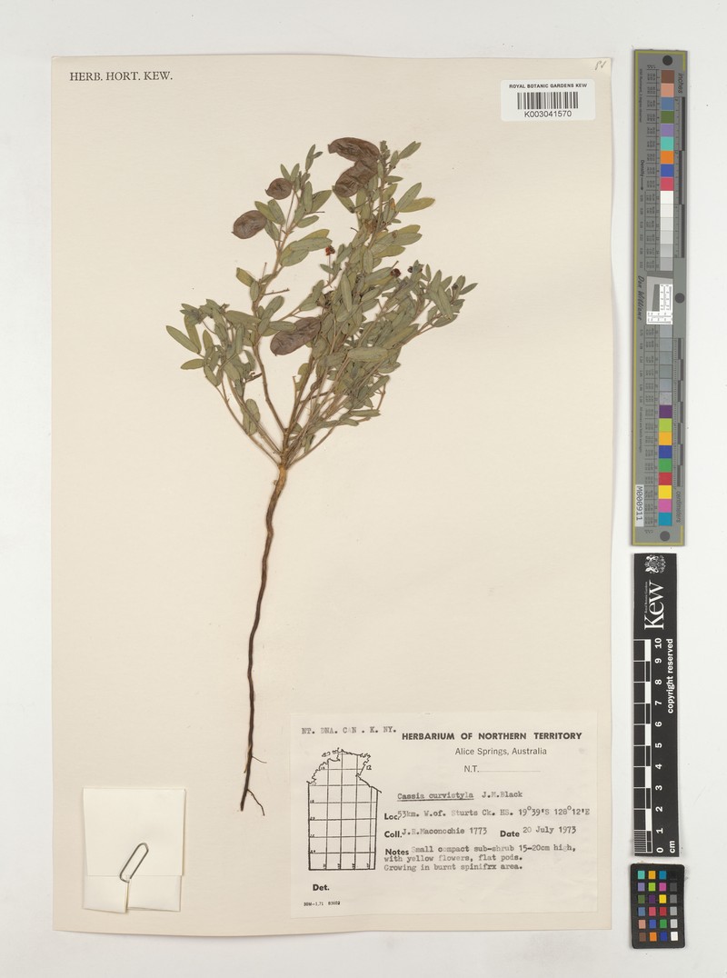 Senna curvistyla photo 4