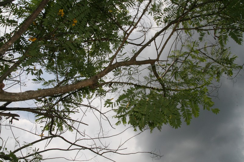 African Senna photo 3
