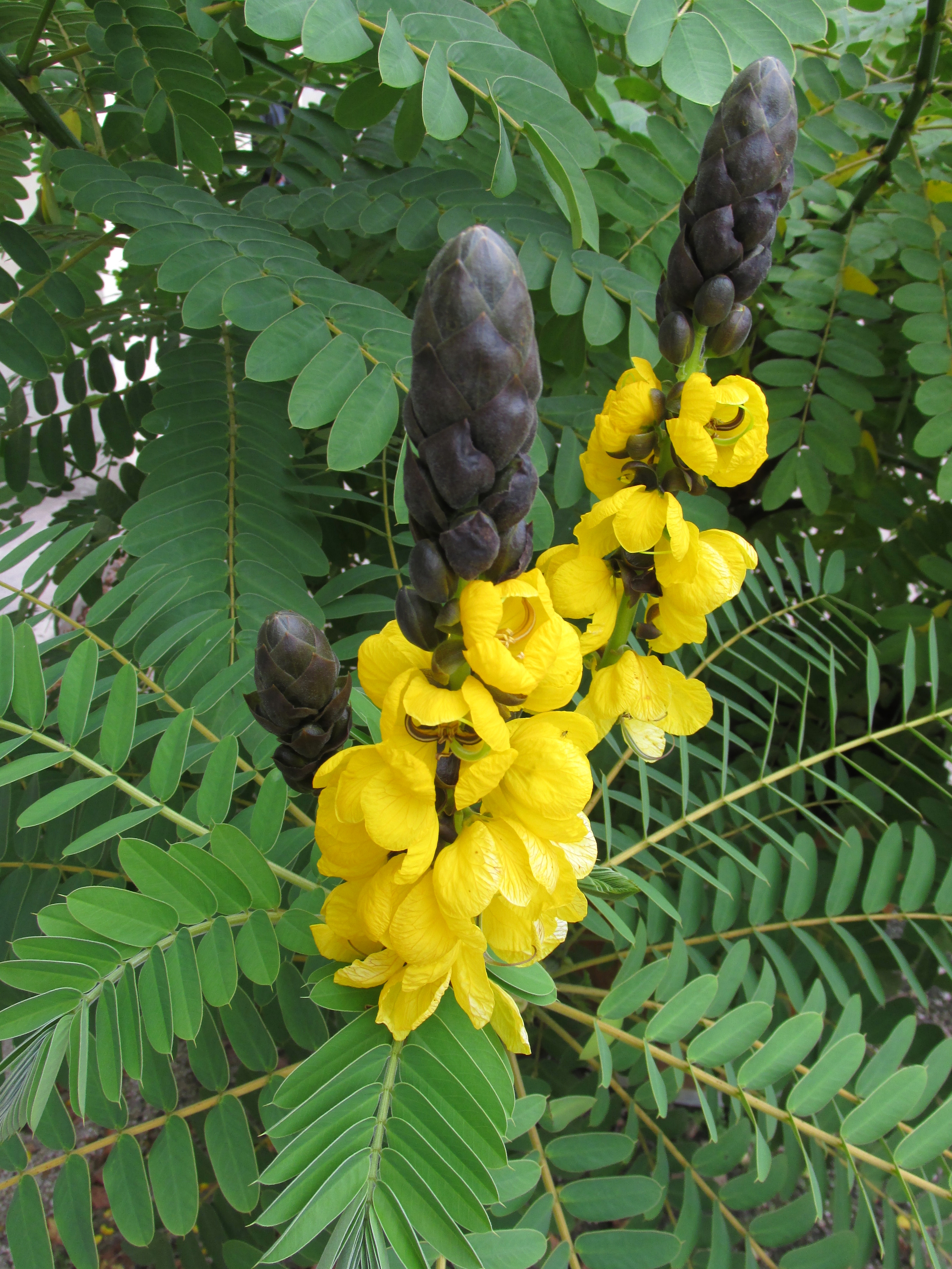 African Senna photo 4