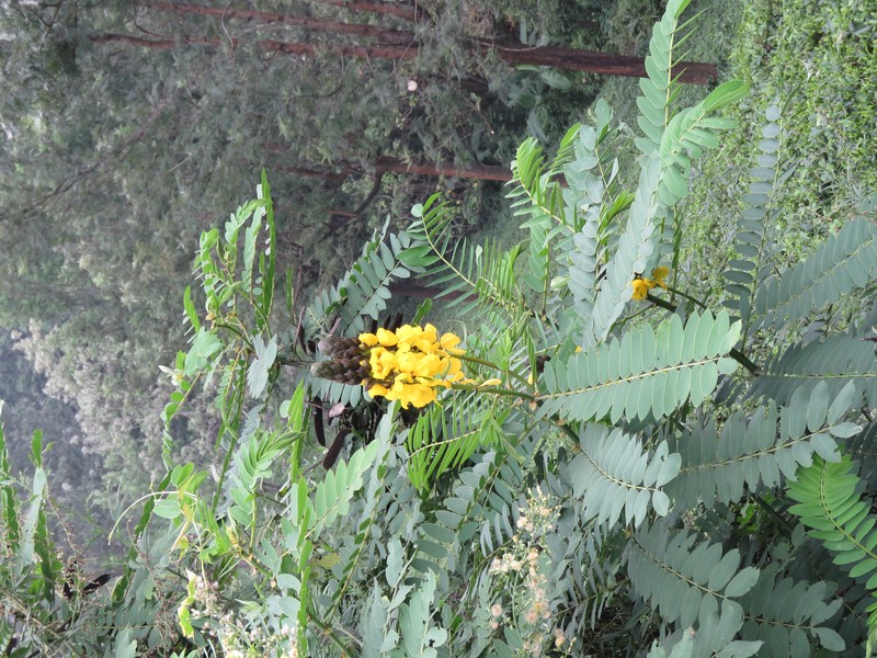 African Senna photo 2