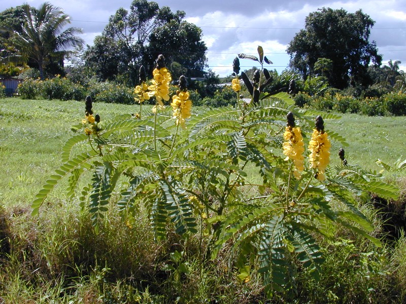 African Senna