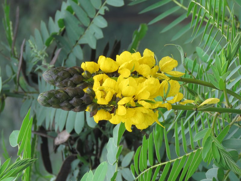 African Senna photo 5