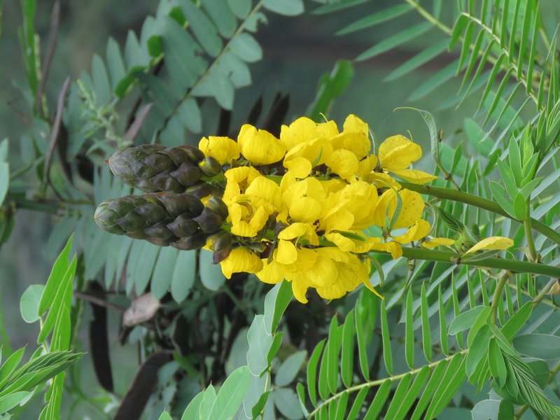 African Senna photo 6