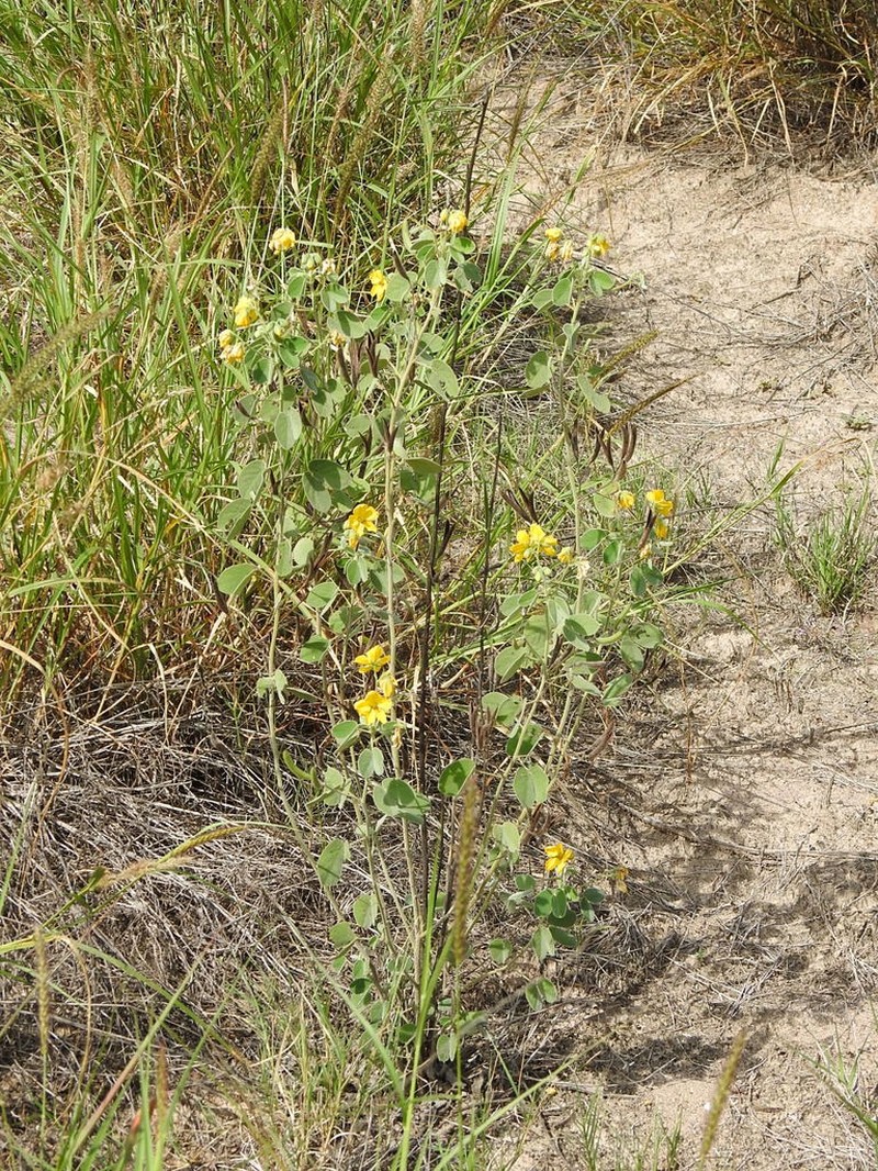 Durango Senna