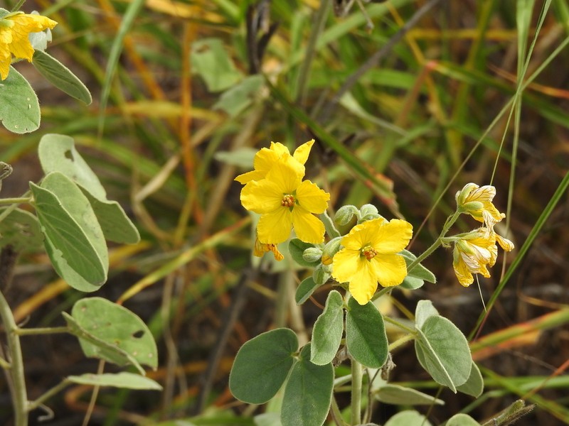 Durango Senna photo 4