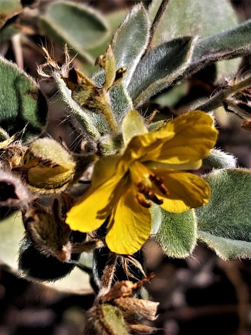 Durango Senna photo 5