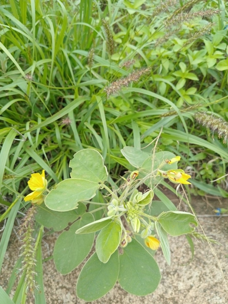 Durango Senna photo 6
