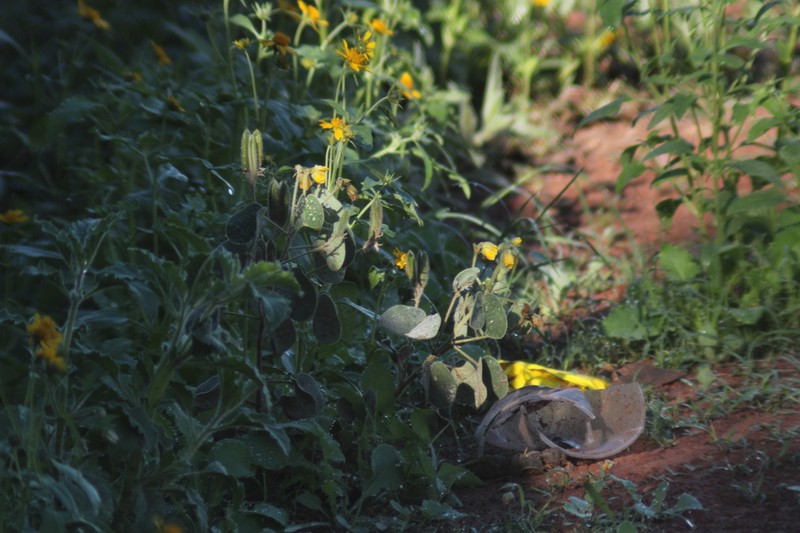 Durango Senna photo 8