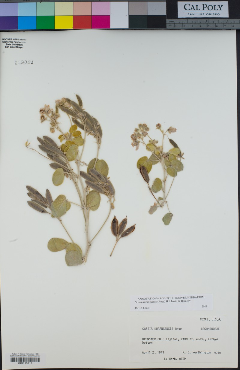 Senna durangensis var. durangensis