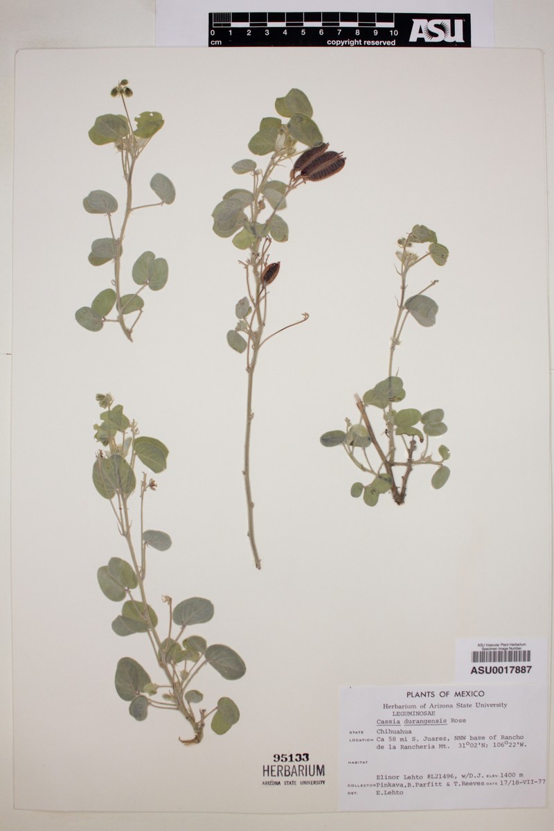 Senna durangensis var. durangensis photo 2