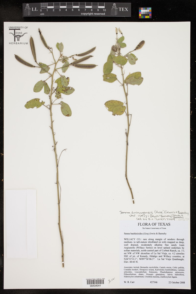 Senna durangensis var. iselyi