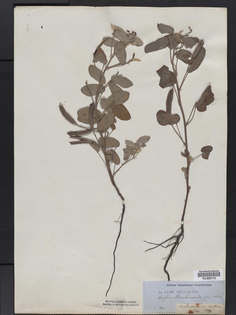 Senna durangensis var. iselyi photo 2