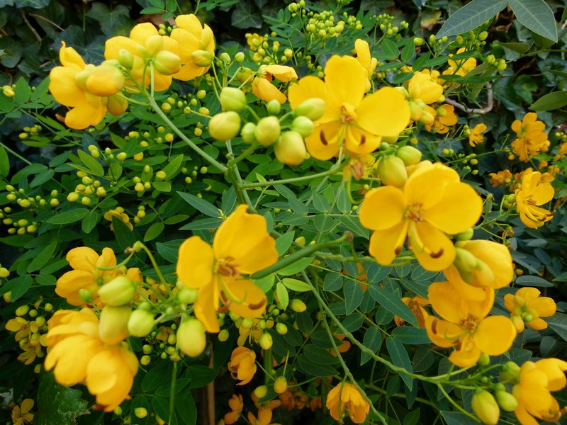 Senna photo 2