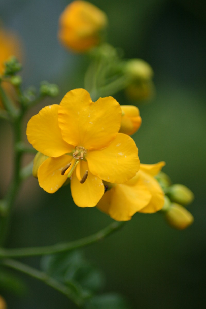 Senna photo 3