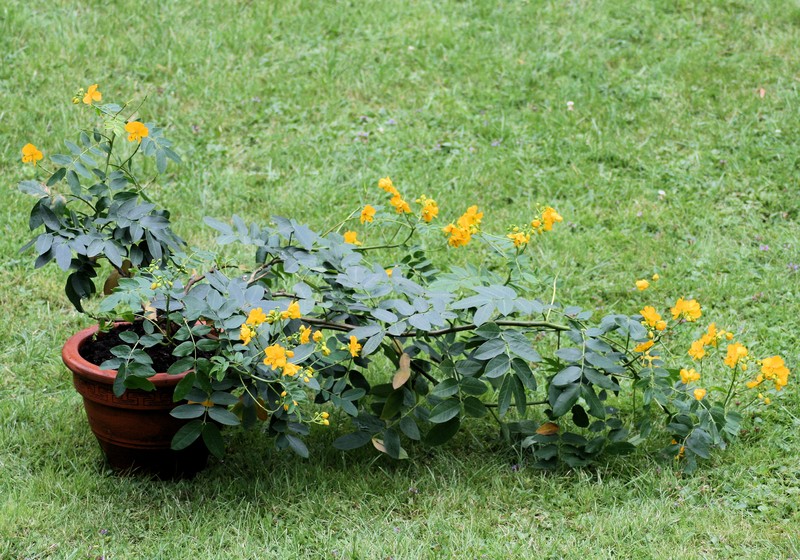 Senna photo 4