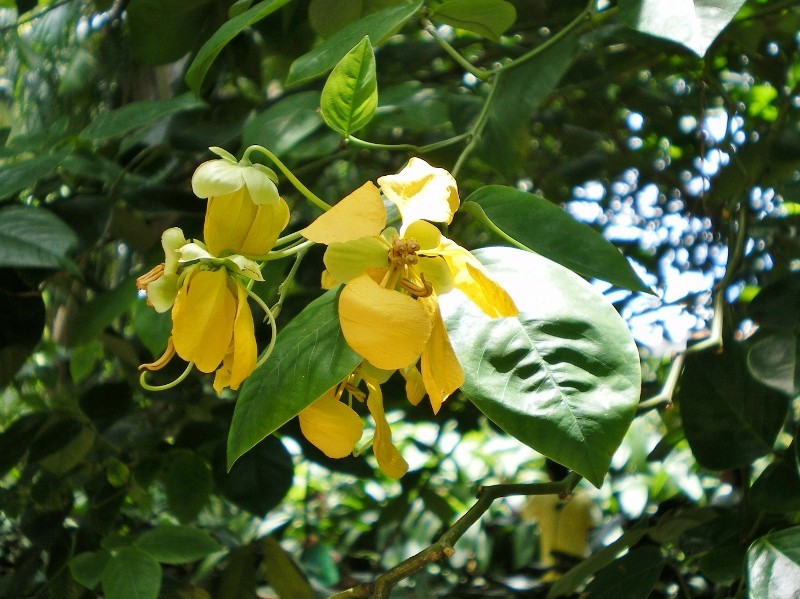 Senna photo 6