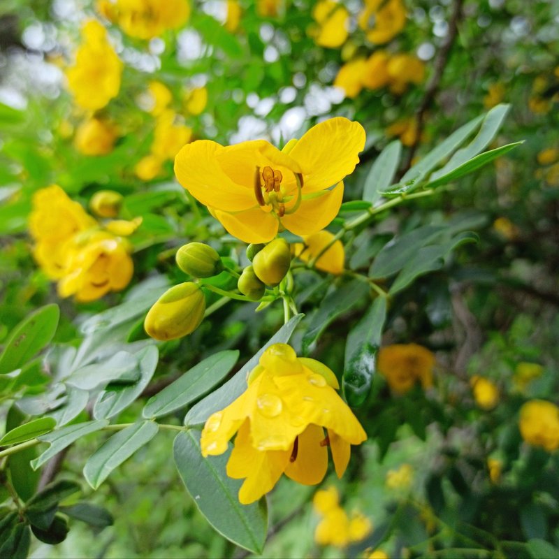 Senna photo 7