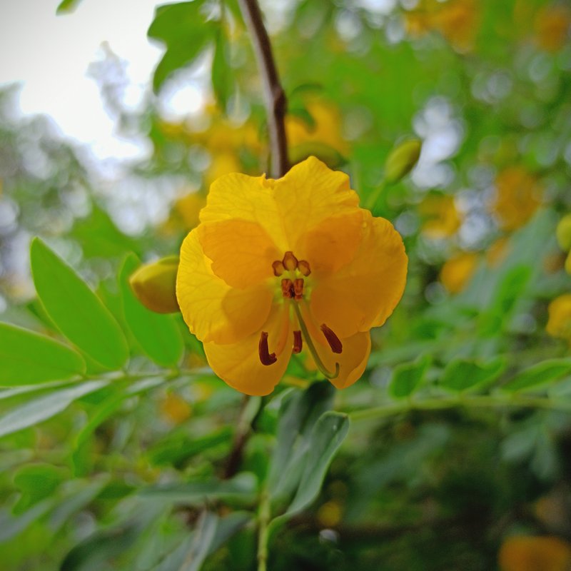 Senna photo 8