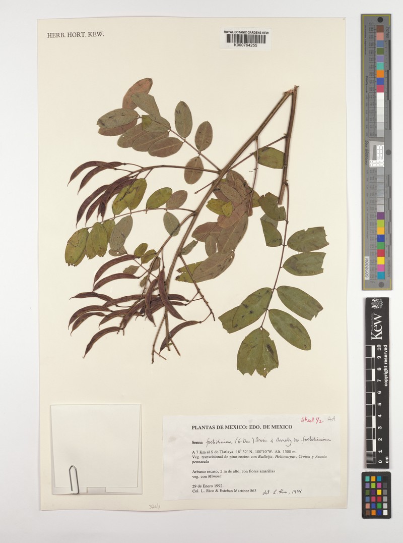 Senna foetidissima var. foetidissima
