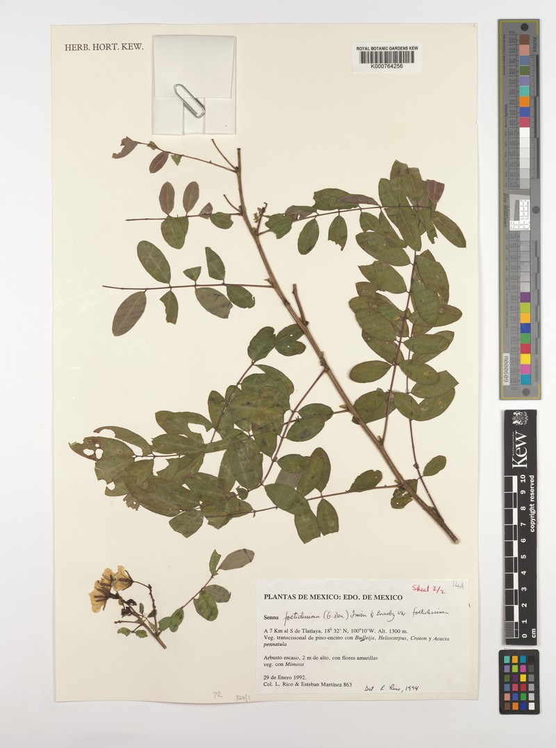 Senna foetidissima var. foetidissima photo 2