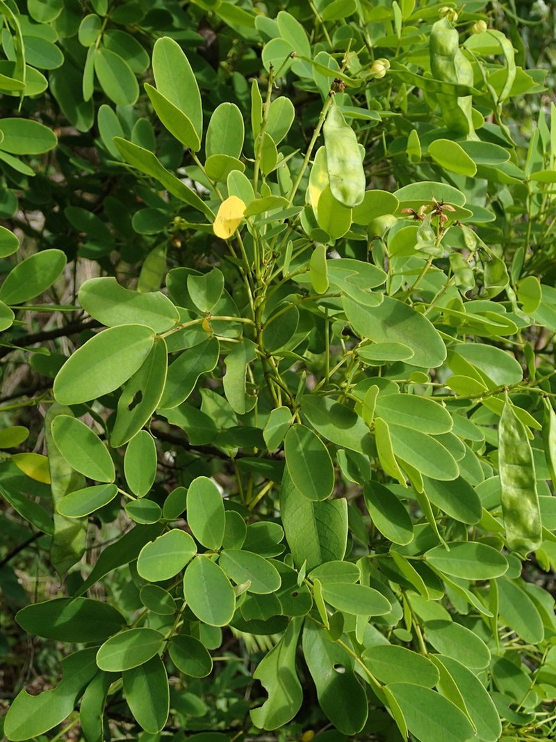 Gaudichaud's Senna photo 5