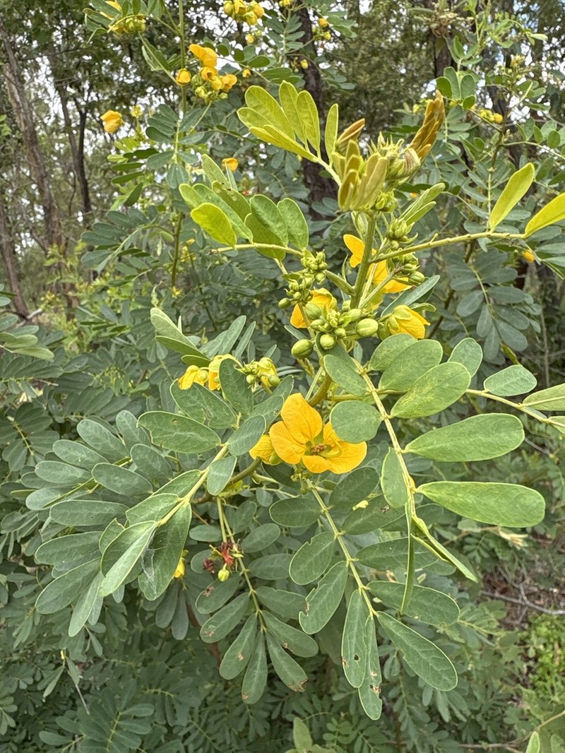 Gaudichaud's Senna photo 8