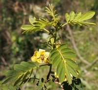 Gaudichaud's Senna