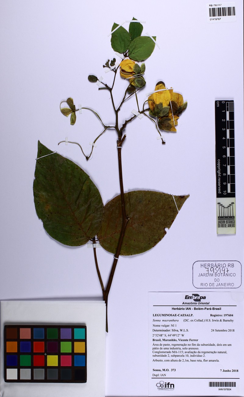 Senna georgica var. georgica