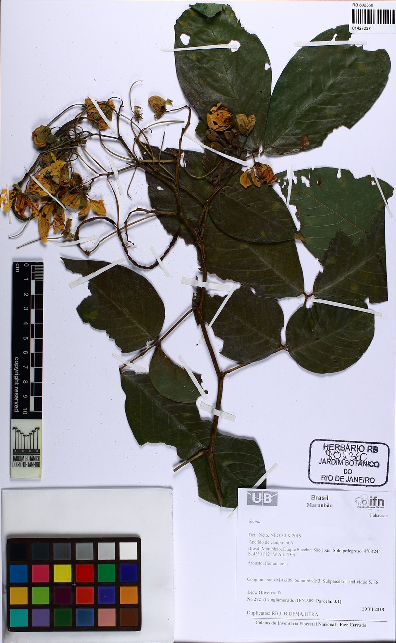 Senna georgica var. georgica photo 2