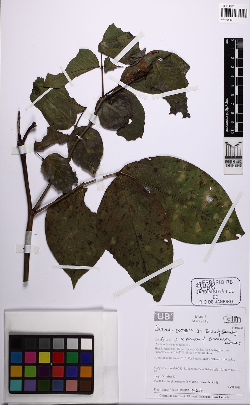 Senna georgica var. georgica photo 3