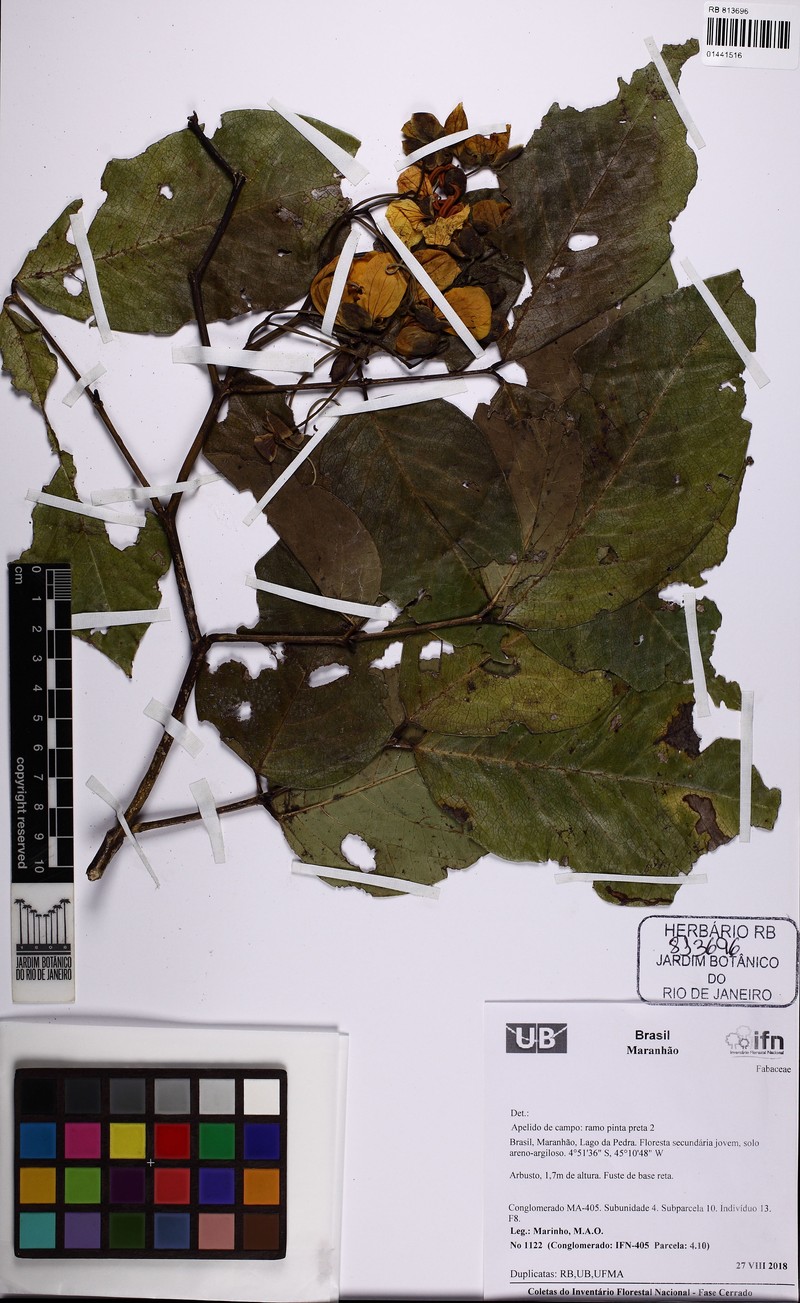 Senna georgica var. georgica photo 4