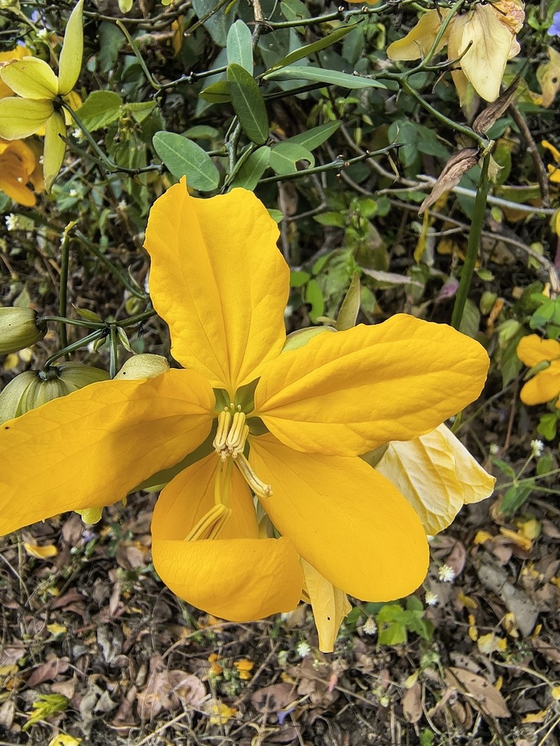 Senna gloriosa