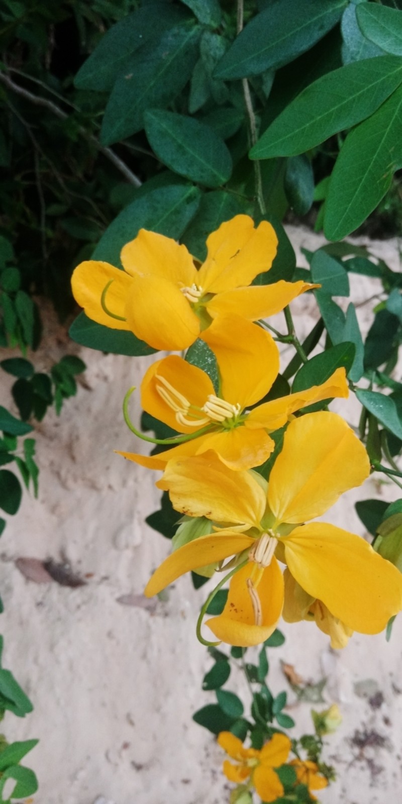 Senna gloriosa photo 2