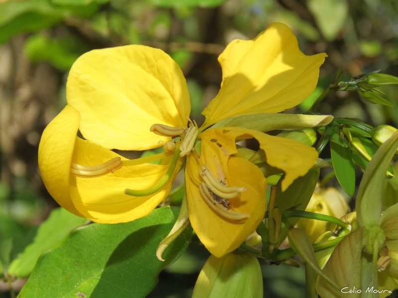Senna gloriosa photo 3