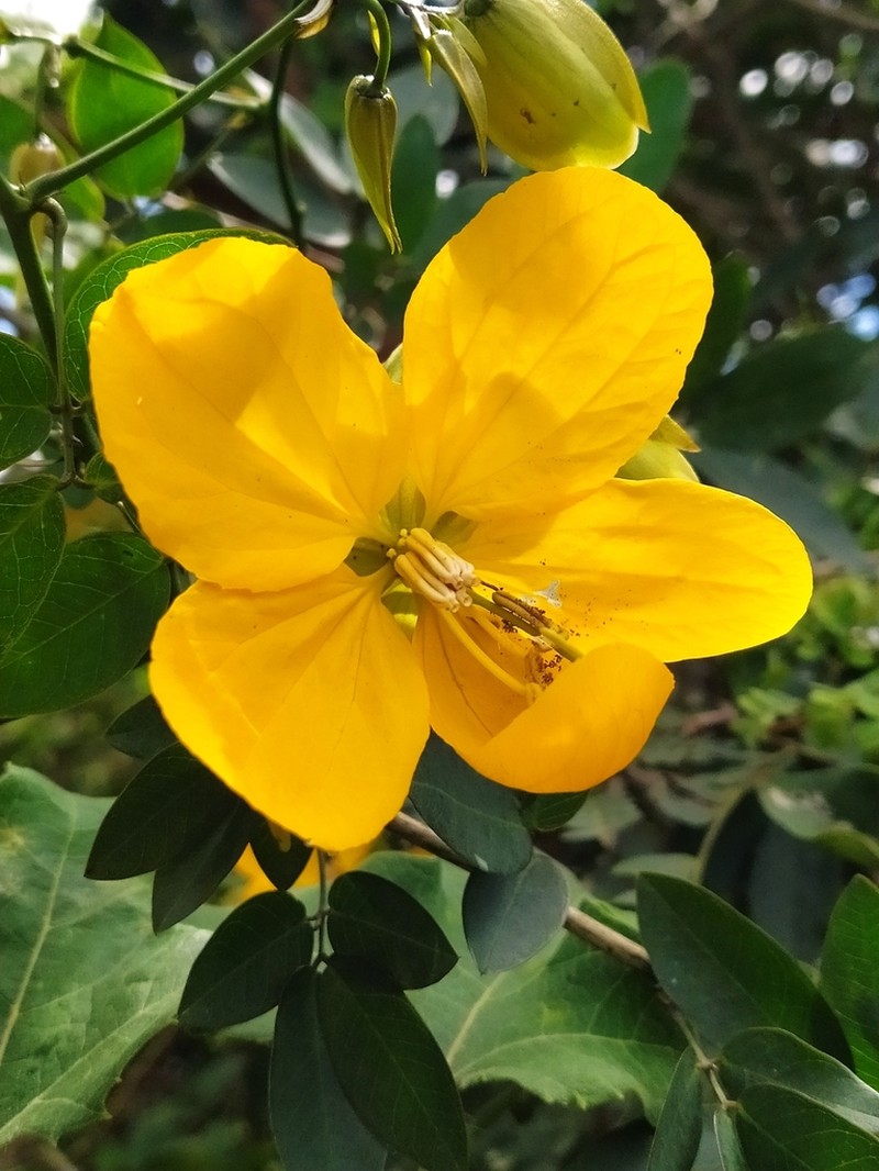 Senna gloriosa photo 4
