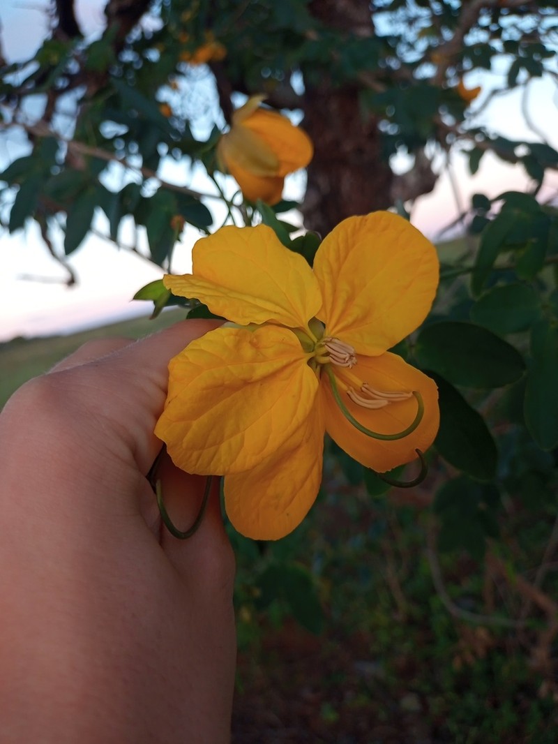 Senna gloriosa photo 5
