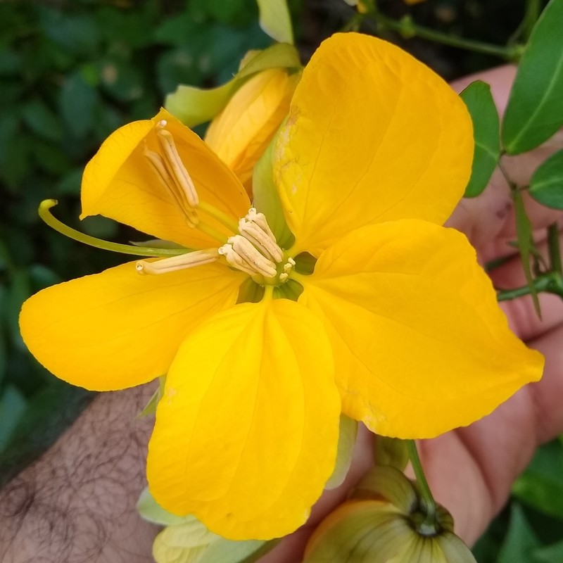 Senna gloriosa photo 6
