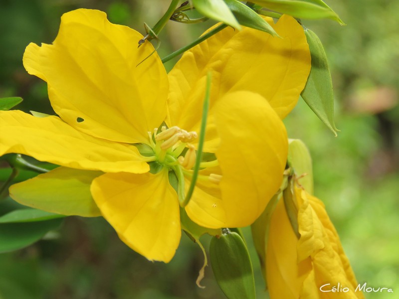 Senna gloriosa photo 7