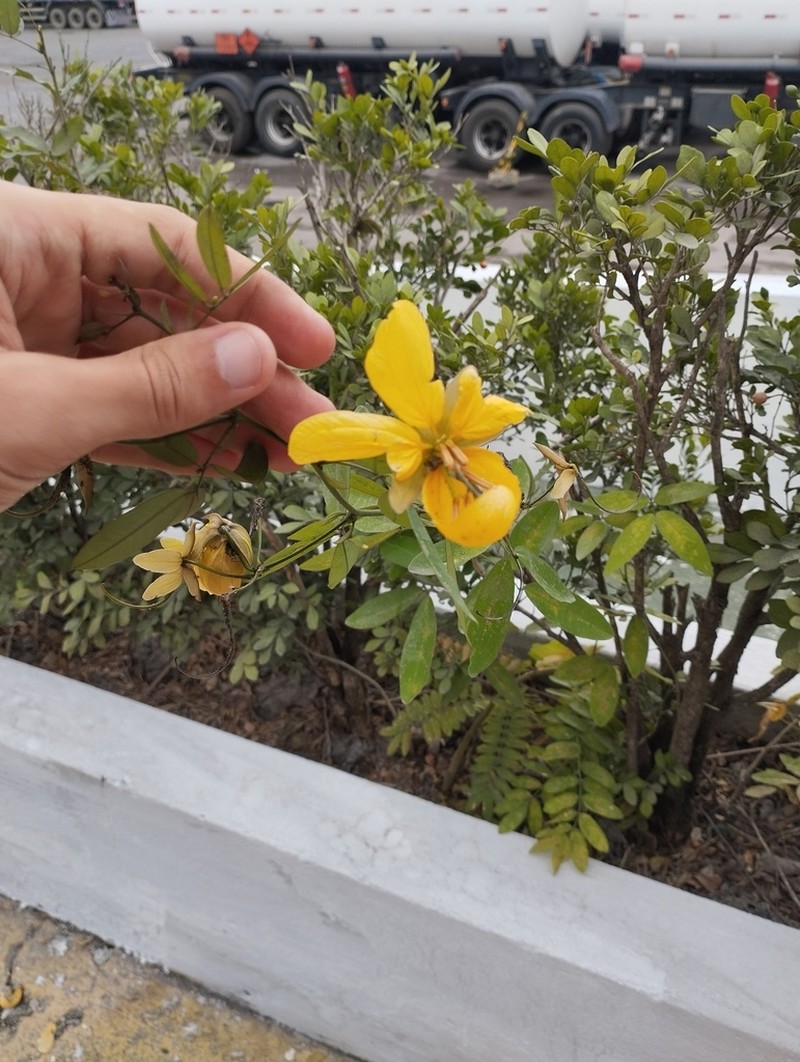 Senna gloriosa photo 8
