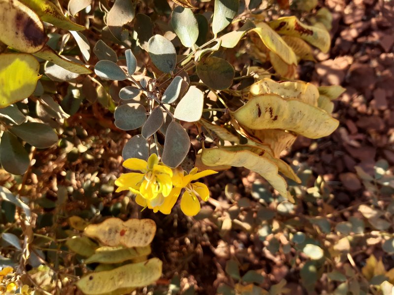 Senna glutinosa