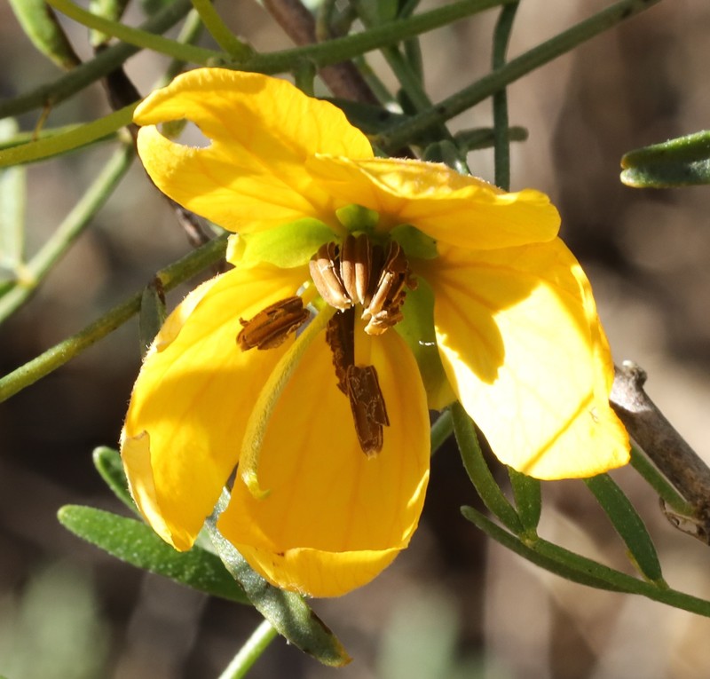 Senna glutinosa subsp. chatelainiana