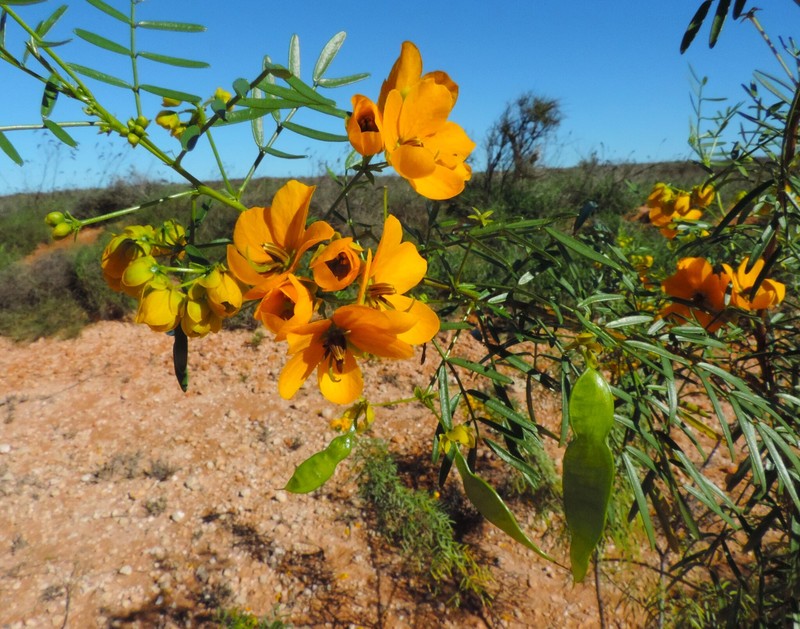 Senna glutinosa subsp. chatelainiana photo 2