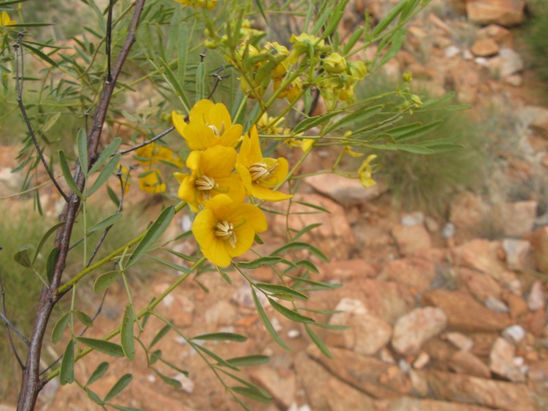 Senna glutinosa subsp. glutinosa