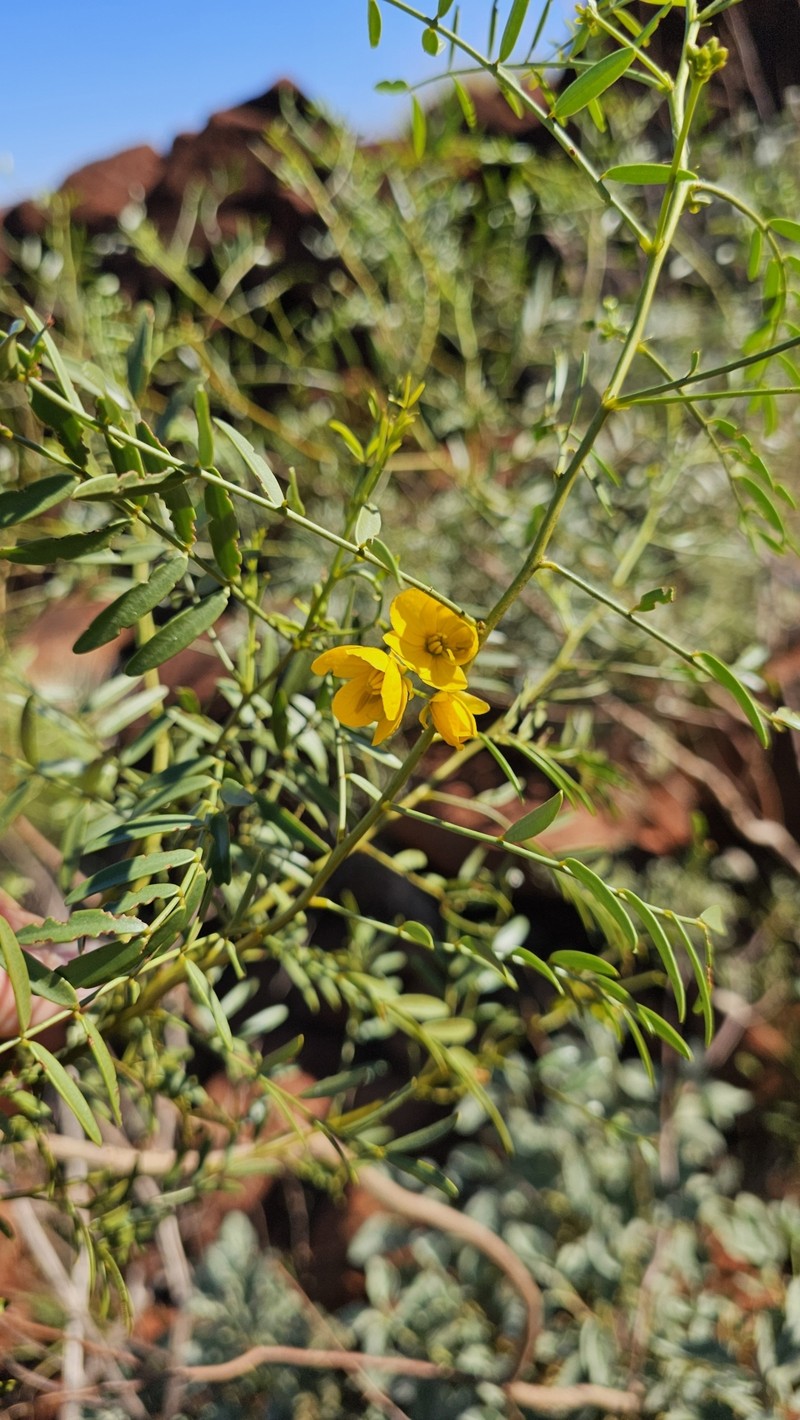 Senna glutinosa subsp. glutinosa photo 2
