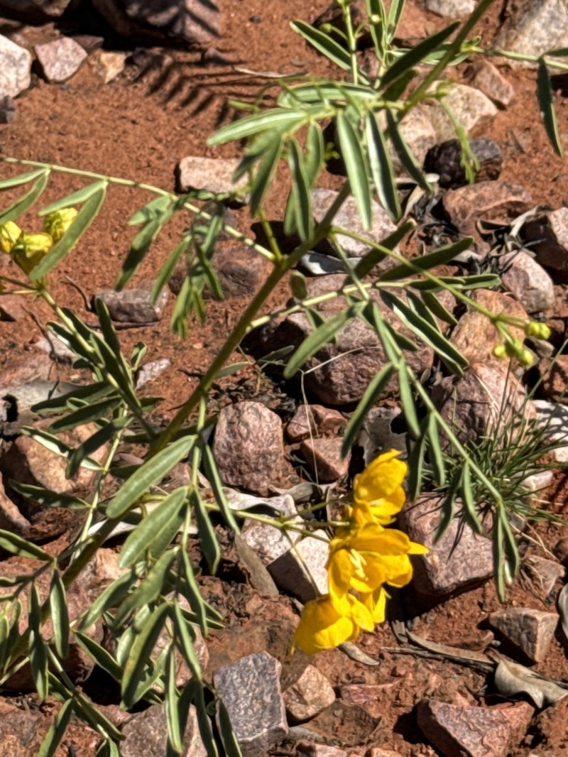 Senna glutinosa subsp. glutinosa photo 3