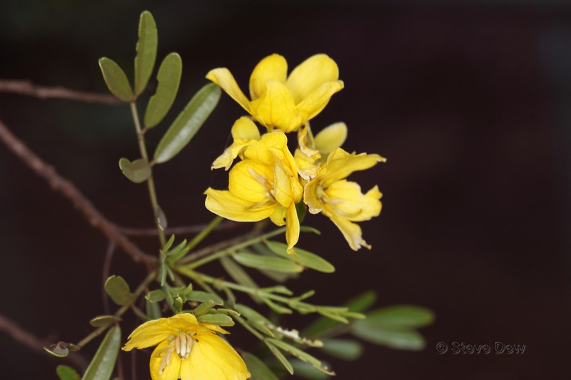 Senna glutinosa subsp. glutinosa photo 4