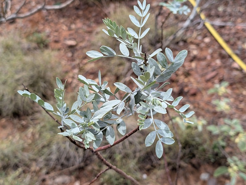 Senna glutinosa subsp. pruinosa