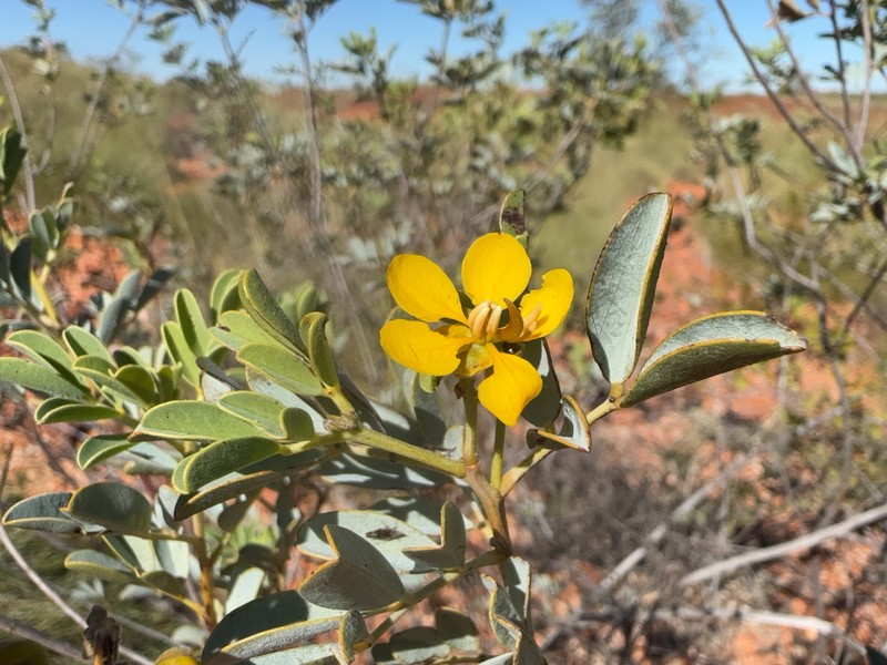 Senna glutinosa subsp. pruinosa photo 2