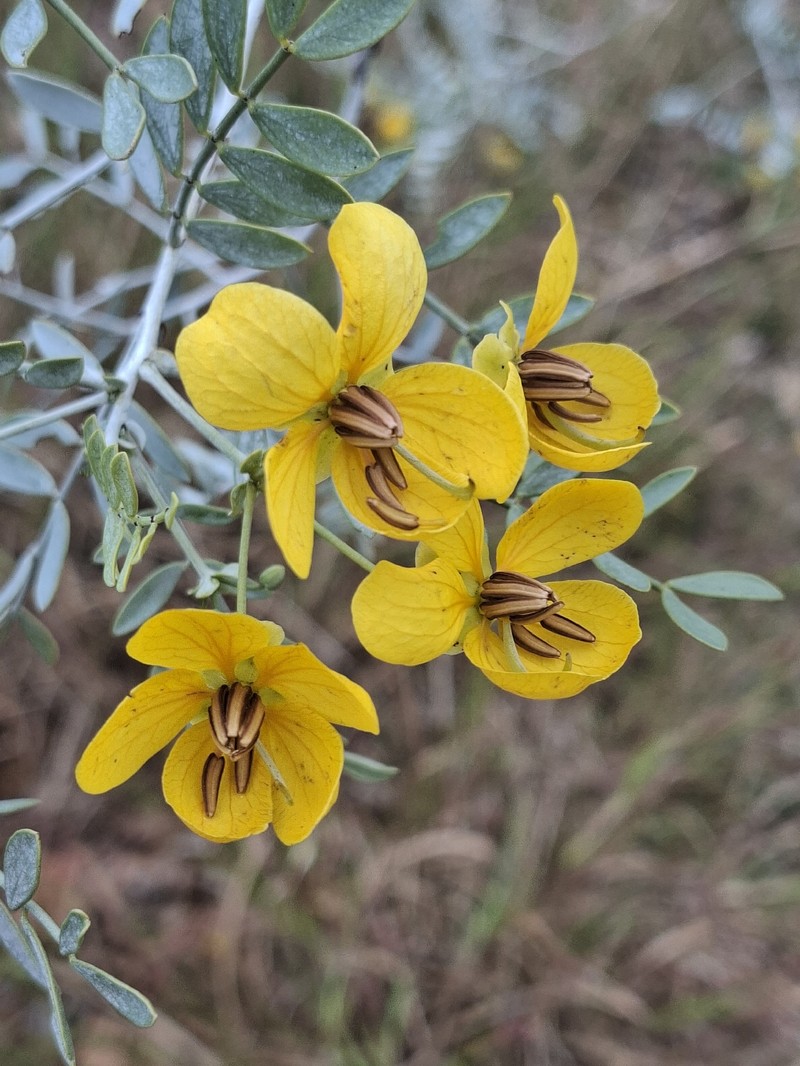 Senna glutinosa subsp. pruinosa photo 3