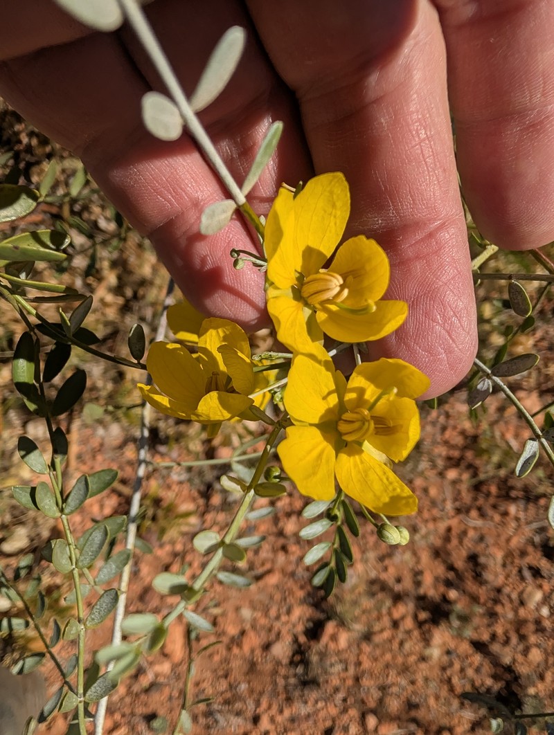 Senna glutinosa subsp. pruinosa photo 4